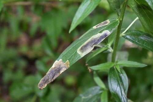 Agromyza sp.
